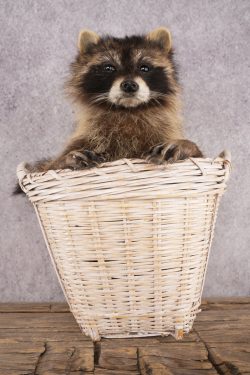 Raccoon in a Basket SKU 3095