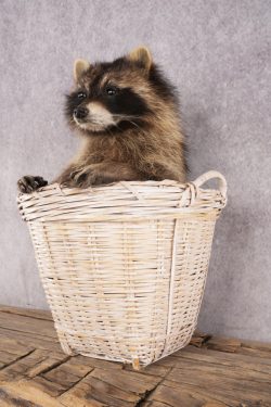 Raccoon in a Basket SKU 3095 - Image 5