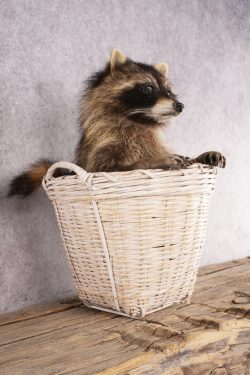 Raccoon in a Basket SKU 3095 - Image 4