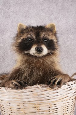 Raccoon in a Basket SKU 3095 - Image 3