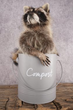 Raccoon in a Basket SKU 3044