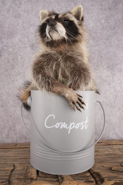 Raccoon in a Basket SKU 3044