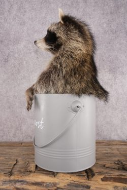 Raccoon in a Basket SKU 3044 - Image 4