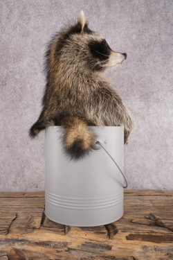 Raccoon in a Basket SKU 3044 - Image 2