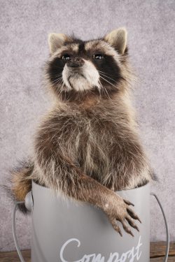 Raccoon in a Basket SKU 3044 - Image 5