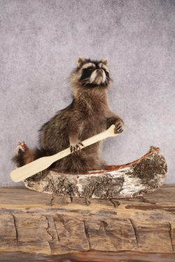 Raccoon in a Canoe SKU 3054