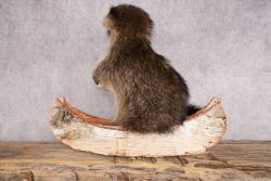 Raccoon in a Canoe SKU 3054 - Image 4