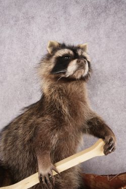 Raccoon in a Canoe SKU 3054 - Image 3
