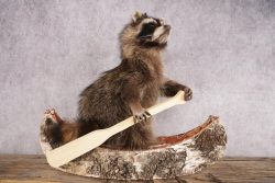 Raccoon in a Canoe SKU 3054 - Image 2