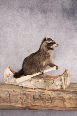 Raccoon in a Canoe SKU 3053
