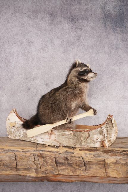 Raccoon in a Canoe SKU 3053