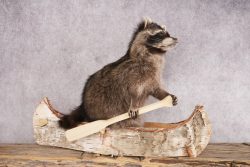 Raccoon in a Canoe SKU 3053 - Image 4