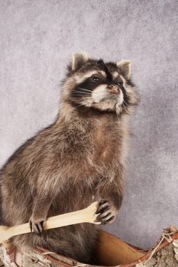 Raccoon in a Canoe SKU 3053 - Image 3