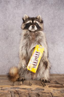 Candy Raccoon SKU 3049