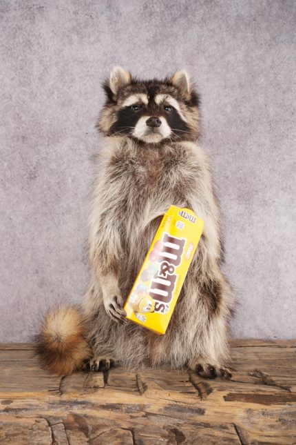 Candy Raccoon SKU 3049