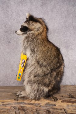 Candy Raccoon SKU 3049 - Image 4