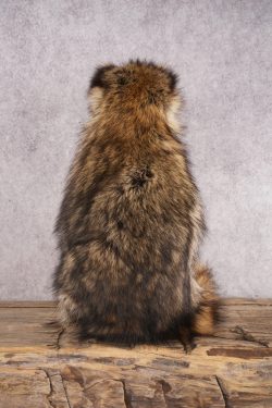 Candy Raccoon SKU 3049 - Image 3