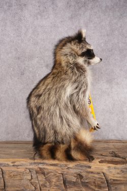 Candy Raccoon SKU 3049 - Image 2