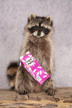 Candy Raccoon SKU 3050