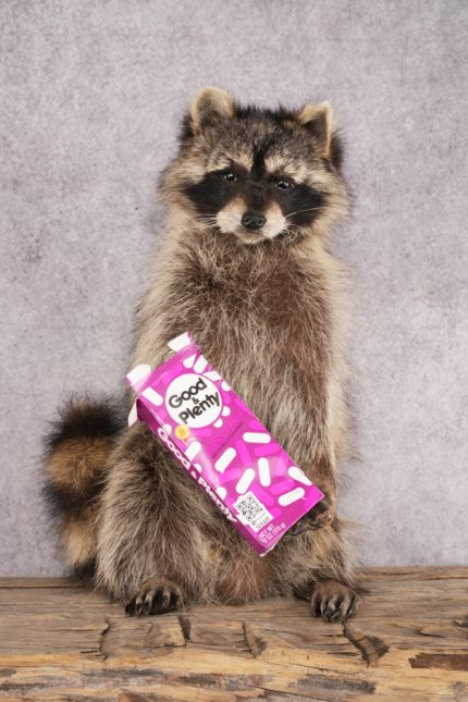 Candy Raccoon SKU 3050