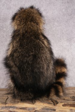 Candy Raccoon SKU 3050 - Image 3