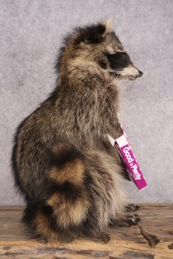 Candy Raccoon SKU 3050 - Image 2