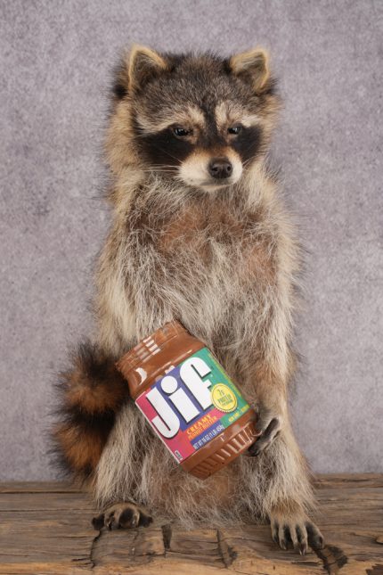 Peanut Butter Raccoon SKU 3051