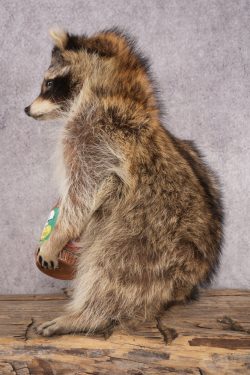 Peanut Butter Raccoon SKU 3051 - Image 4