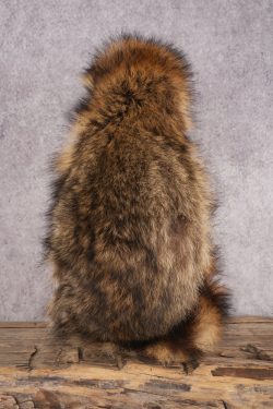 Peanut Butter Raccoon SKU 3051 - Image 3