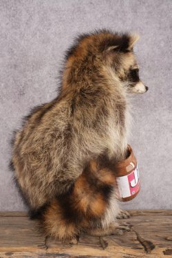 Peanut Butter Raccoon SKU 3051 - Image 2