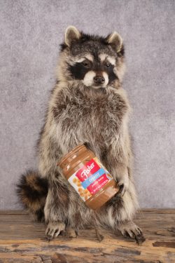 Peanut Butter Raccoon SKU 3052