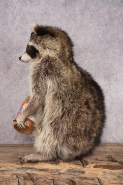 Peanut Butter Raccoon SKU 3052 - Image 4