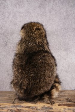 Peanut Butter Raccoon SKU 3052 - Image 3