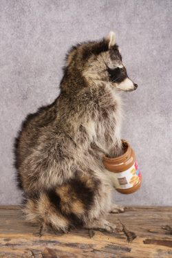 Peanut Butter Raccoon SKU 3052 - Image 2