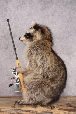 Fishing Raccoon SKU 3055 - Image 3