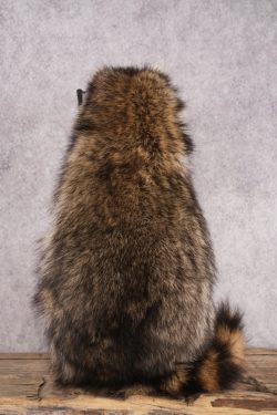 Fishing Raccoon SKU 3055 - Image 2