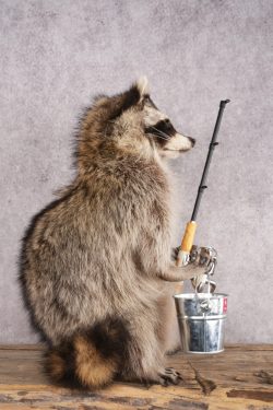 Fishing Raccoon SKU 3055 - Image 4