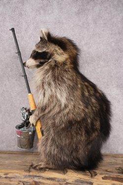 Fishing Raccoon SKU 3056 - Image 4