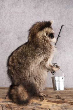 Fishing Raccoon SKU 3056 - Image 2