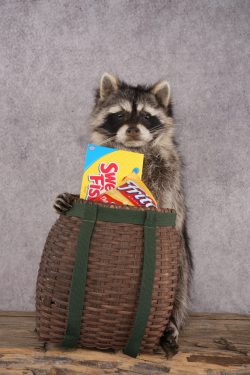 Goody Basket Raccoon SKU 3084