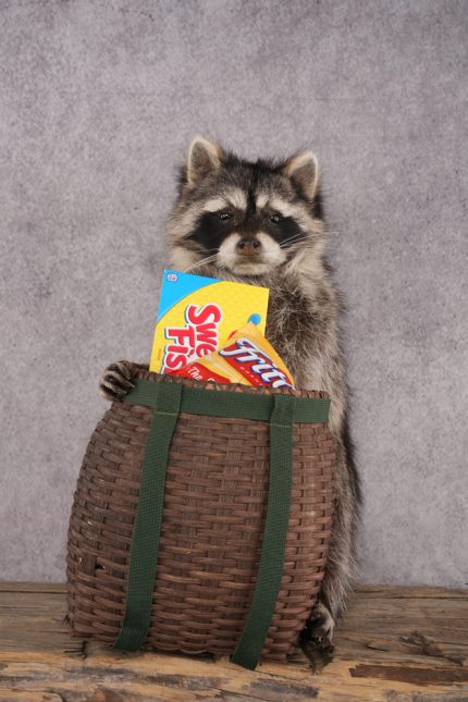 Goody Basket Raccoon SKU 3084