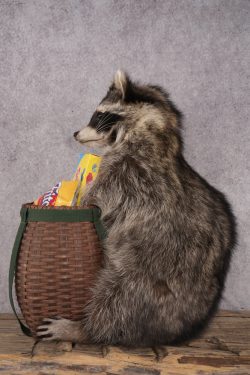 Goody Basket Raccoon SKU 3084 - Image 4