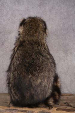 Goody Basket Raccoon SKU 3084 - Image 3