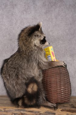Goody Basket Raccoon SKU 3084 - Image 2