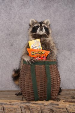 Goody Basket Raccoon SKU 3085