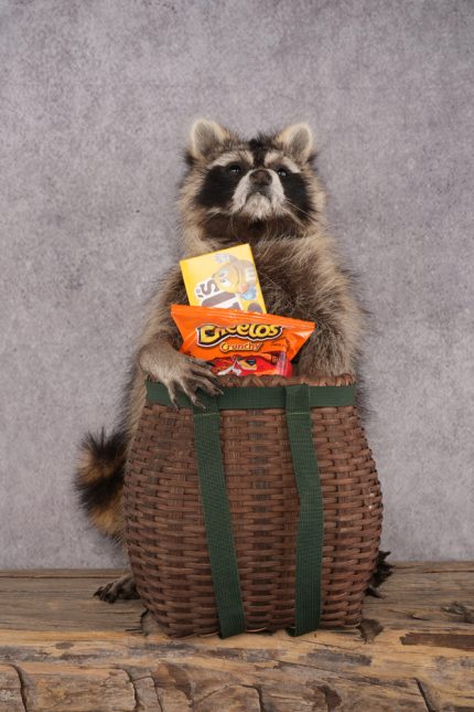 Goody Basket Raccoon SKU 3085