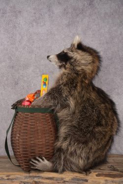 Goody Basket Raccoon SKU 3085 - Image 4