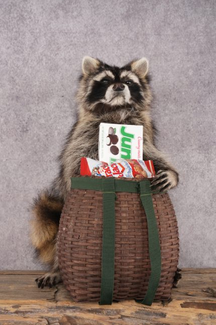 Goody Basket Raccoon SKU 3086