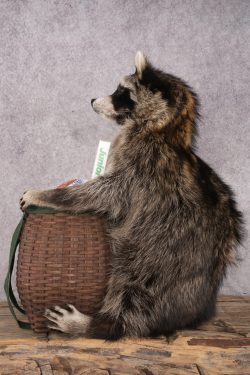 Goody Basket Raccoon SKU 3086 - Image 3