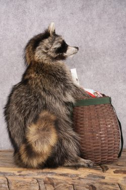 Goody Basket Raccoon SKU 3086 - Image 4